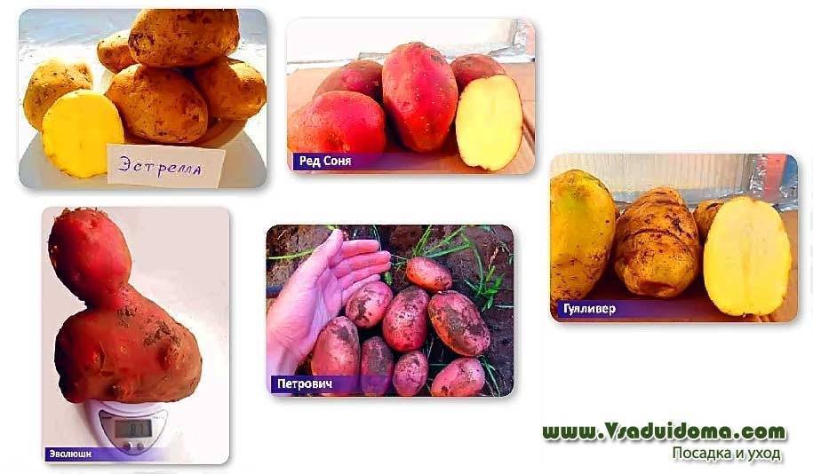 Сорт картофеля «эволюшн (evolution)» – описание и фото