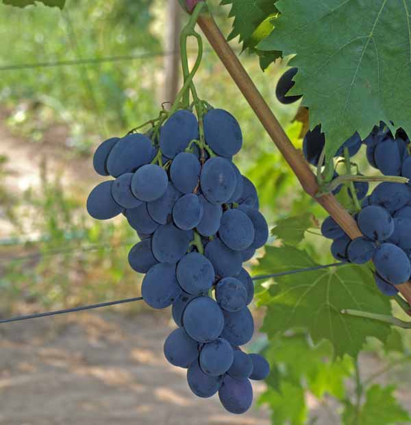 Отличный урожай без особых усилий — виноград валентина