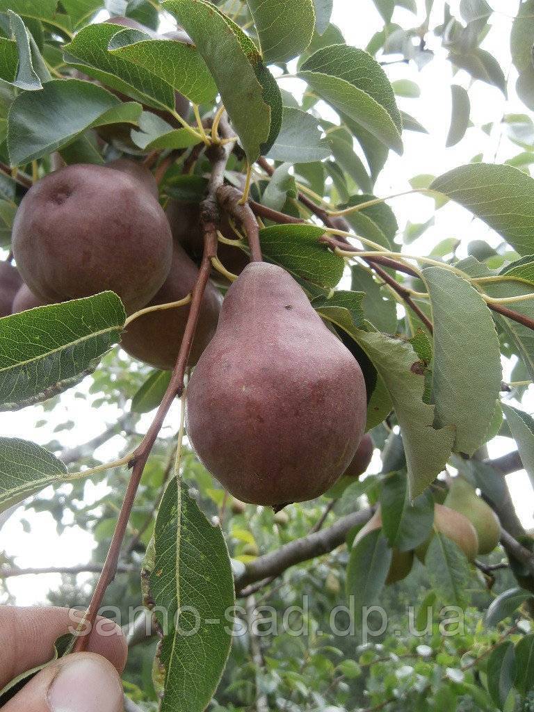 Груша кюре: описание, фото, отзывы о сорте, как хранить