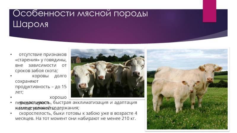 Аулиекольская мясная порода крс презентация, доклад