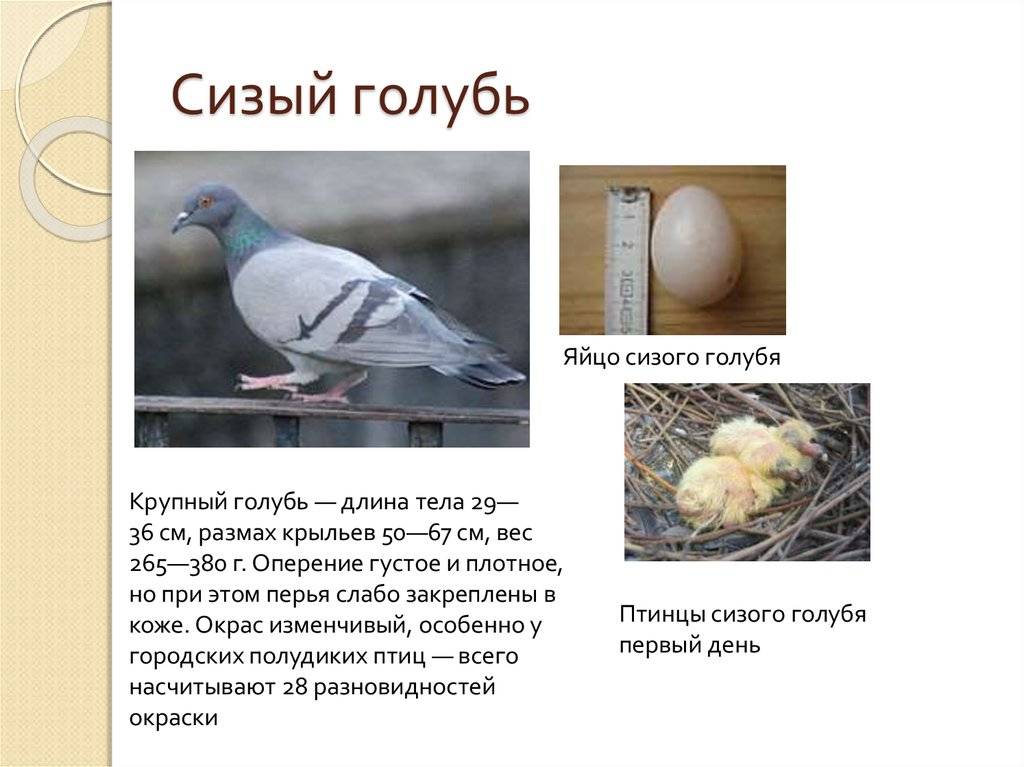Как размножаются голуби: половозрелость, подбор пары, спаривание, кладка и высиживание яиц