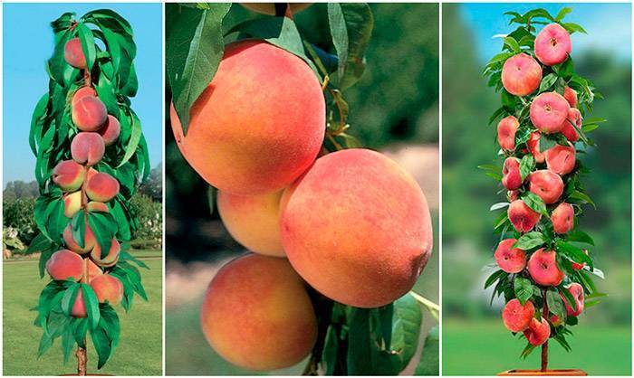 Лучшие сорта колоновидных персиков: фото с названием и описанием для всех регионов россии