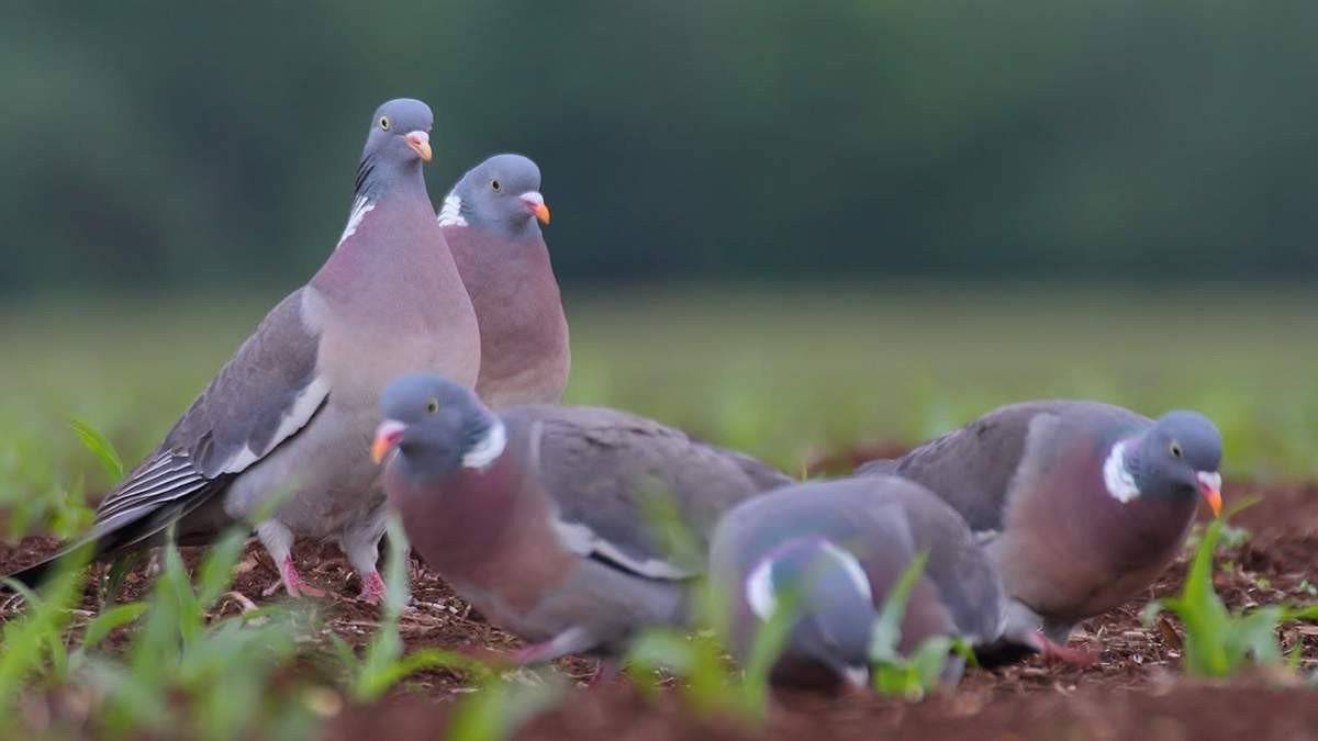 Благородный дикий голубь: его разновидности, особенности и места обитания