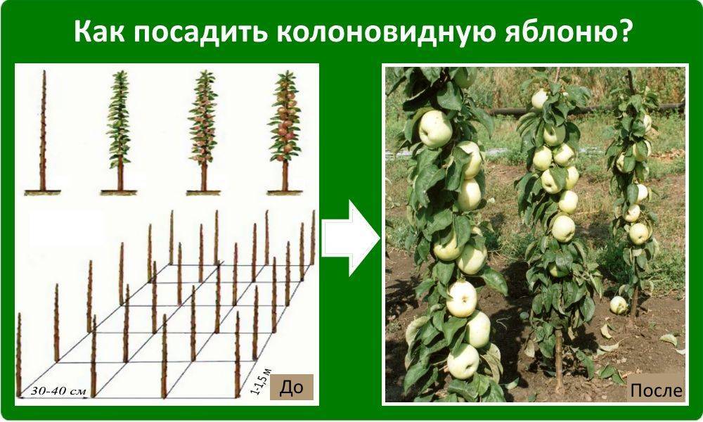 Колоновидные яблони: сорта, отзывы, для средней полосы россии, уход