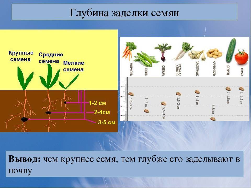 Схема посадки семян