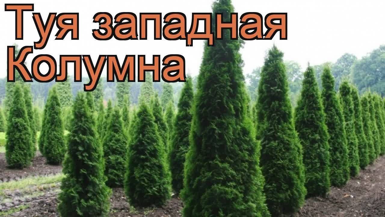 Туя западная колумна описание посадка и уход фото