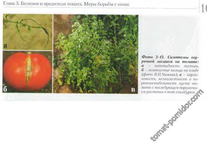 Болезни стеблей томатов описание с фотографиями