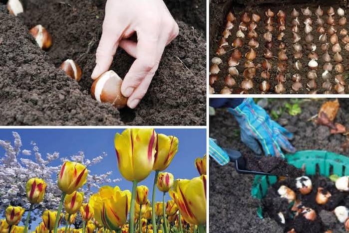 Тюльпаны: посадка осенью в открытый грунт, подготовка тюльпанов к зиме