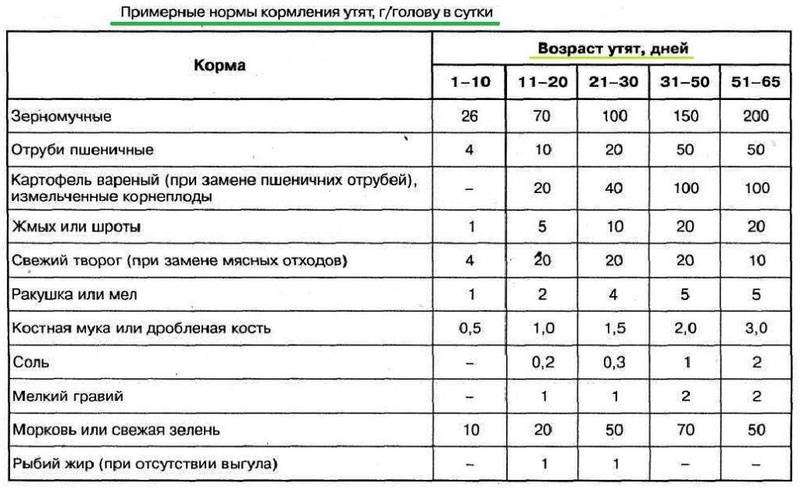 Выращивание индоуток в домашних условиях: описание, секреты выращивания и разведения