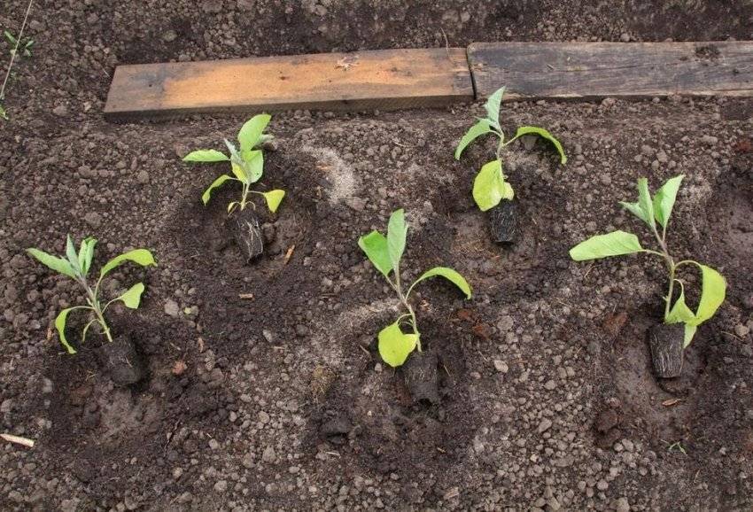 Баклажаны: посадка и уход в открытом грунте, как вырастить из семян, фото