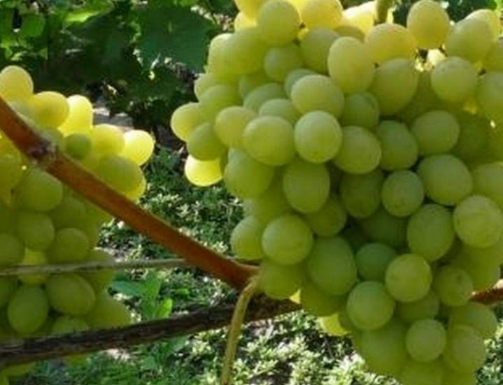 Виноград августин: описание сорта, фото, отзывы садоводов