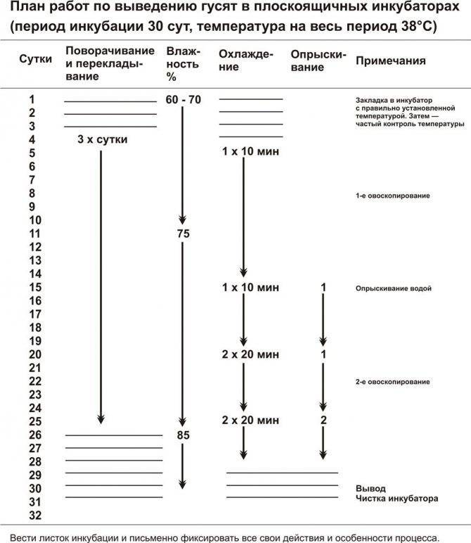 Яйца цесарки. выбор режима инкубации и температуры