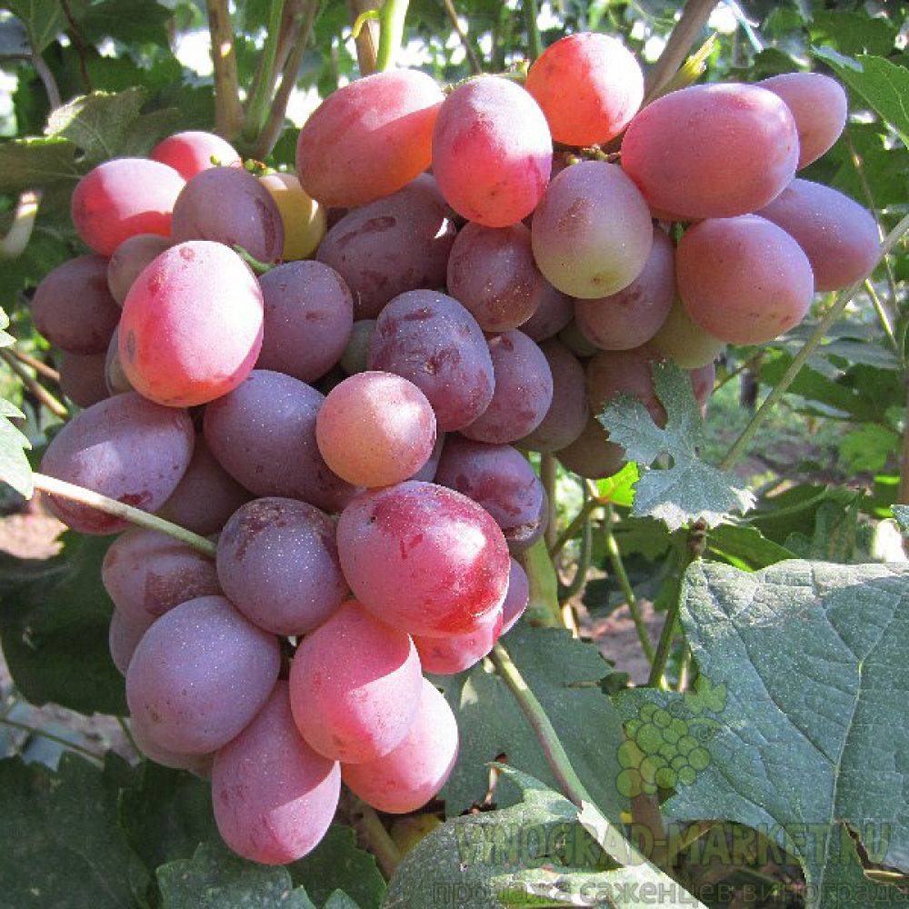 Виноград сорт фаворит, описание и его характеристики, как ухаживать