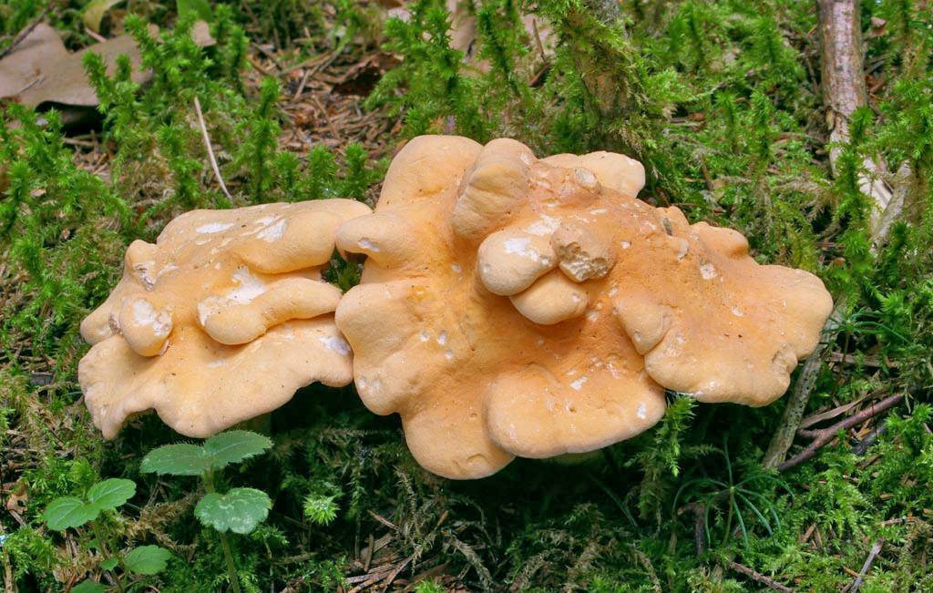 Ежевик гребенчатый: описание гриба, места распространения