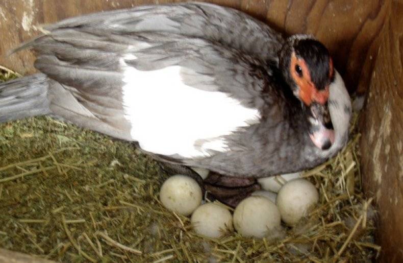 Индоутки: когда начинают нести яйца, в каком возрасте, видео, фото