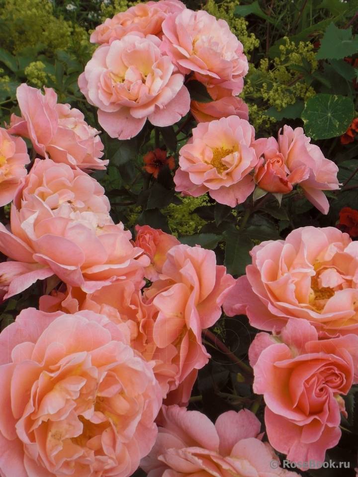 Роза мари кюри флорибунда: фото и описание сорта | qlumba.com