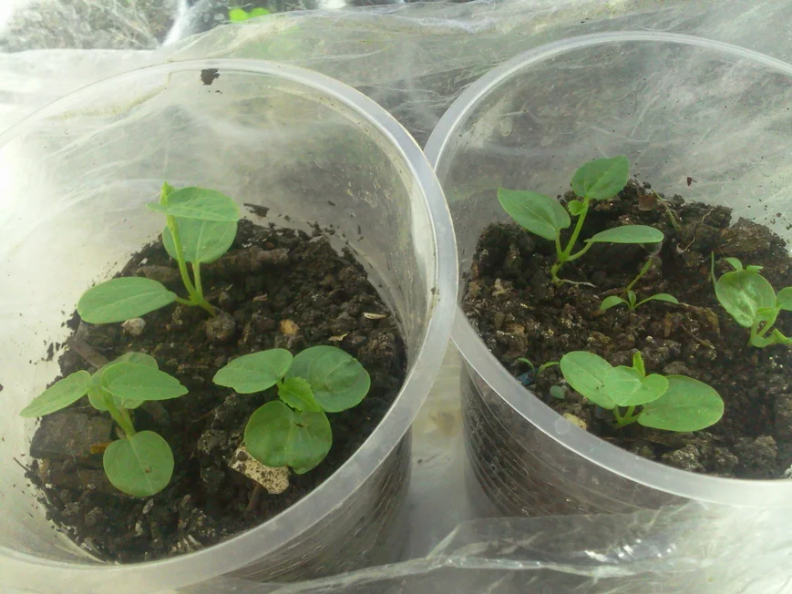 Гибискус из семян: выращивание в домашних условиях