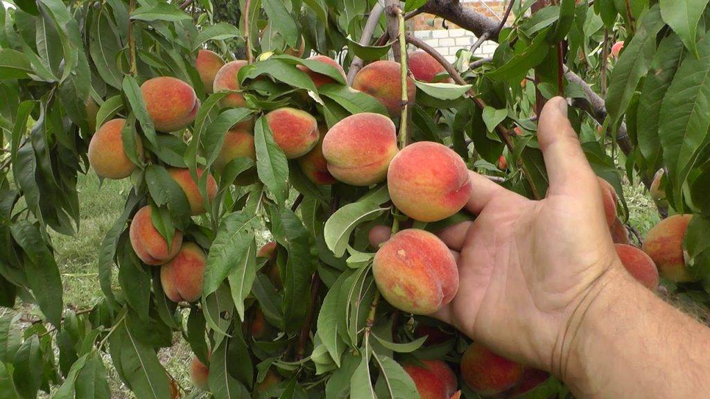 Как вырастить персик из косточки дома, чтобы были плоды