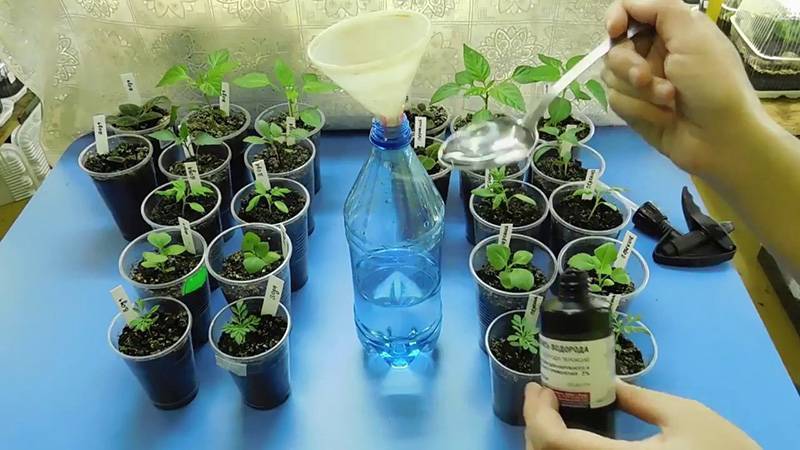 Перекись водорода для растений, применение | сад и огород