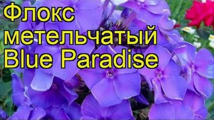 Флокс блю парадайз (блю парадиз, blue paradise): характеристика, посадка и уход, выращивание