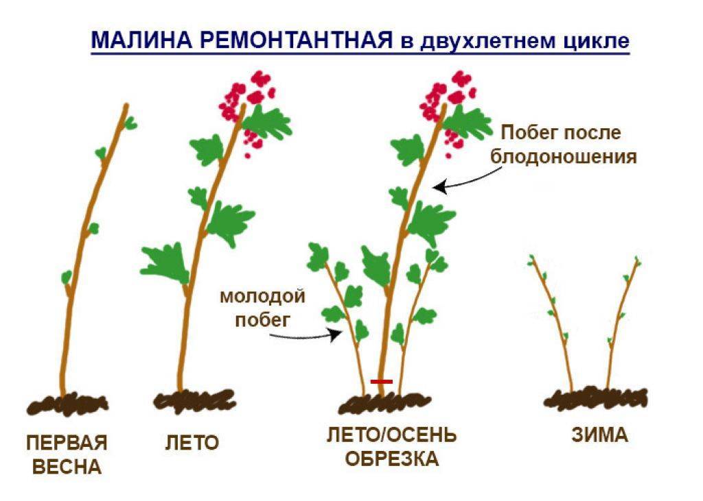 Как правильно подстричь ежевику