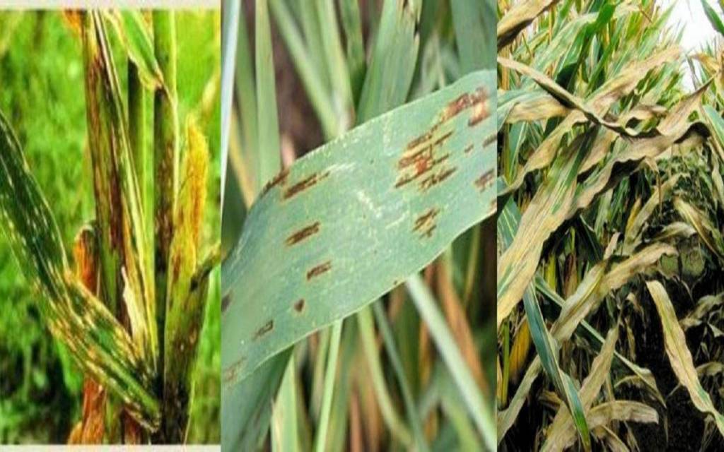 Болезни и вредители кукурузы: меры борьбы с ними, фото и описание