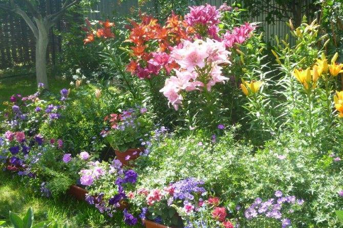 Флоксы многолетние: фото в ландшафтном дизайне, с чем посадить рядом на клумбе в саду, сочетание с другими цветами, растениями на участке