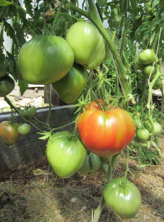 Описание сорта томата цифомандра — особенности выращивания
