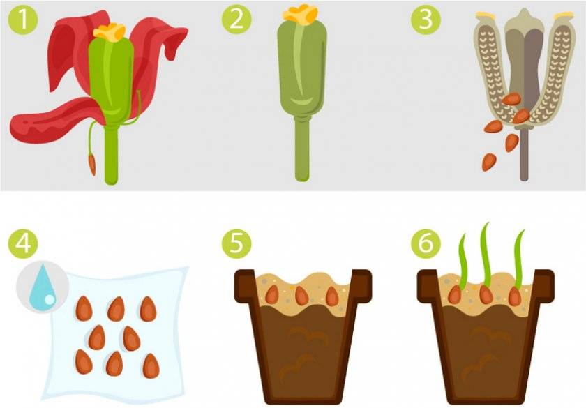Как размножаются тюльпаны разных сортов: способы