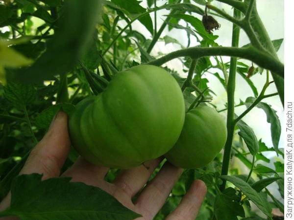 Сорт с превосходным урожаем — томат бабушкина гордость f1: особенности выращивания гибрида