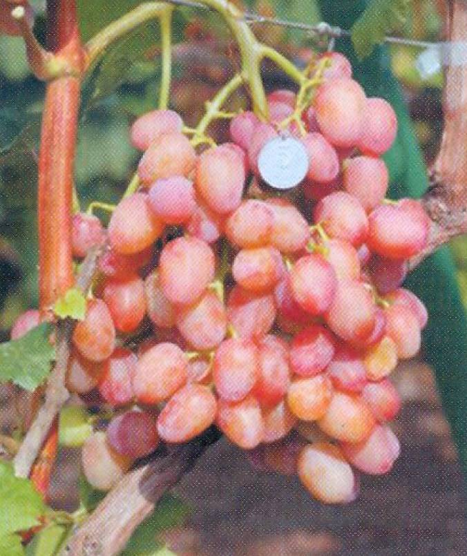 Виноград водограй: описание сорта, фото