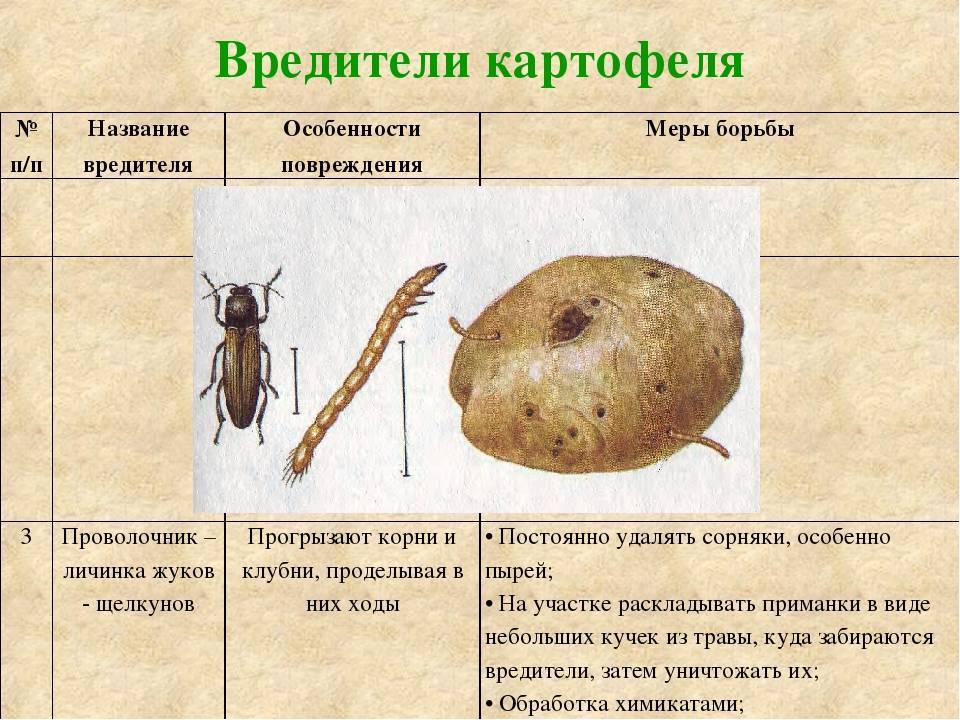 Самые опасные вредители картошки: фото, способы борьбы