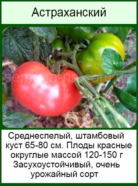 Томат астраханский — характеристика и описание сорта