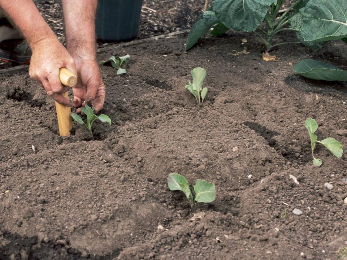 Капуста: выращивание и уход в открытом грунте, посадка, сбор урожая, болезни и вредители