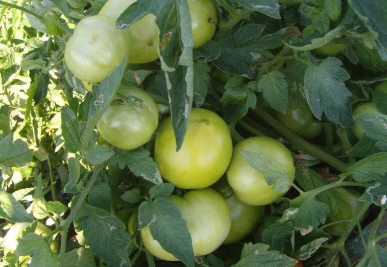 Томат "султан f1": характеристика и описание сорта, выращивание, фото плодов-помидоров русский фермер