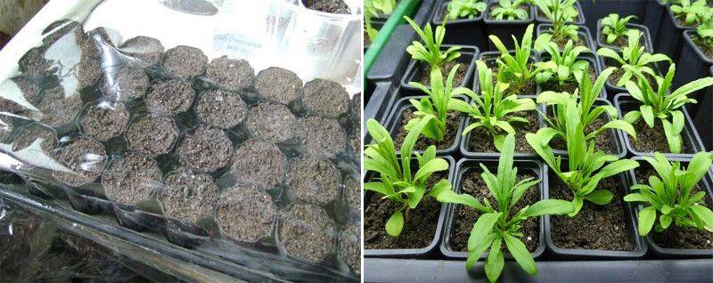 Немезия: когда сажать, выращивание из семян в домашних условиях, сроки посадки цветка в сибири, пошаговое фото, видео