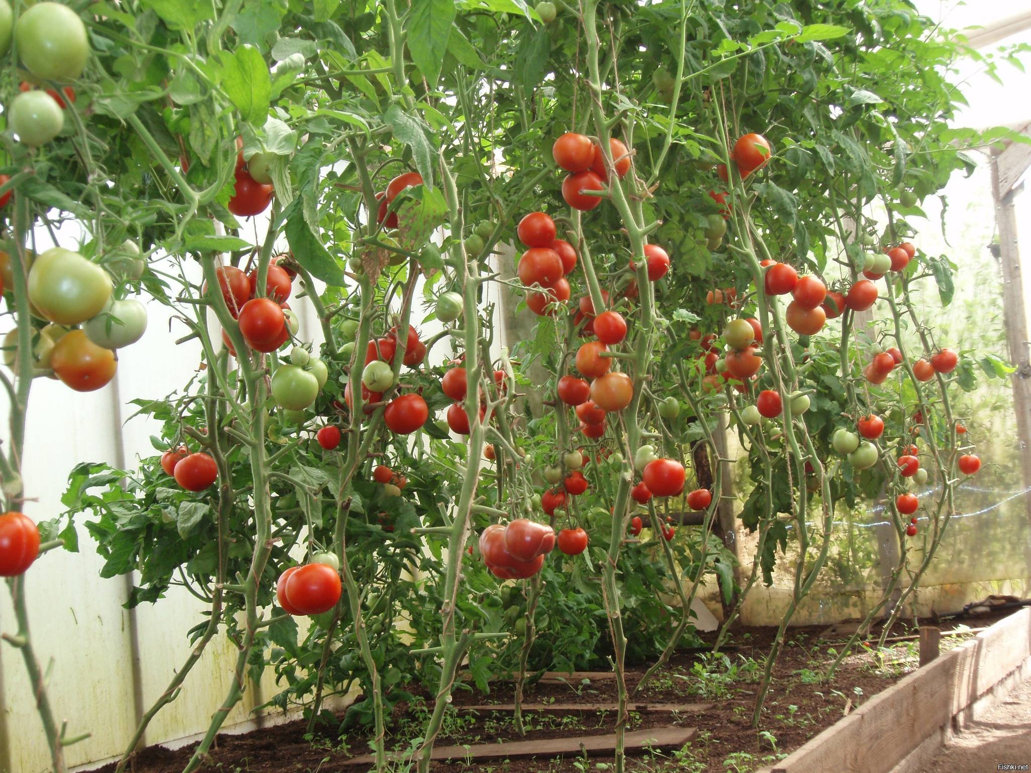 Лучшие сорта помидоров для выращивания на подоконнике и балконе: топ-17 оконных или балконных томатов