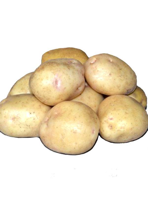 Сорт картофеля невский: особенности, посадка и уход: характеристики, свойства, методы