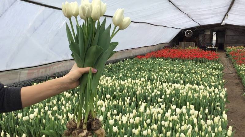 Когда посадить тюльпаны к 8 марта в домашних условиях, в теплице выгонка тюльпанов