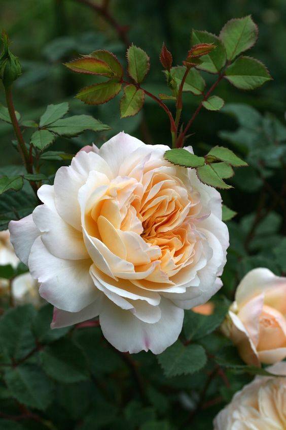 Роза крокус роуз: описание сорта и характеристики, правила посадки и ухода