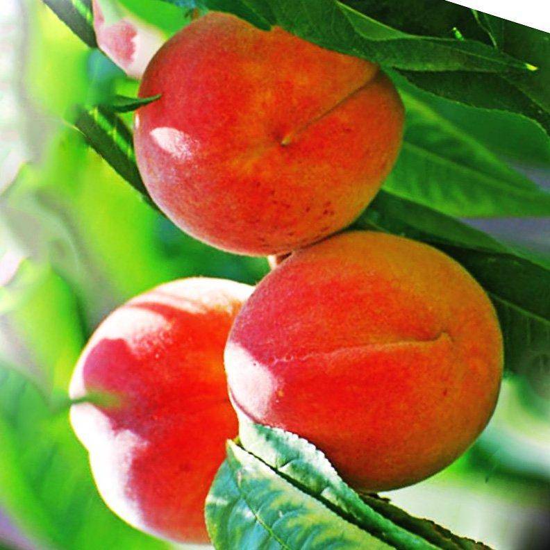 Как сажать колоновидный персик: посадка и уход, как обрезать колоновидные персики