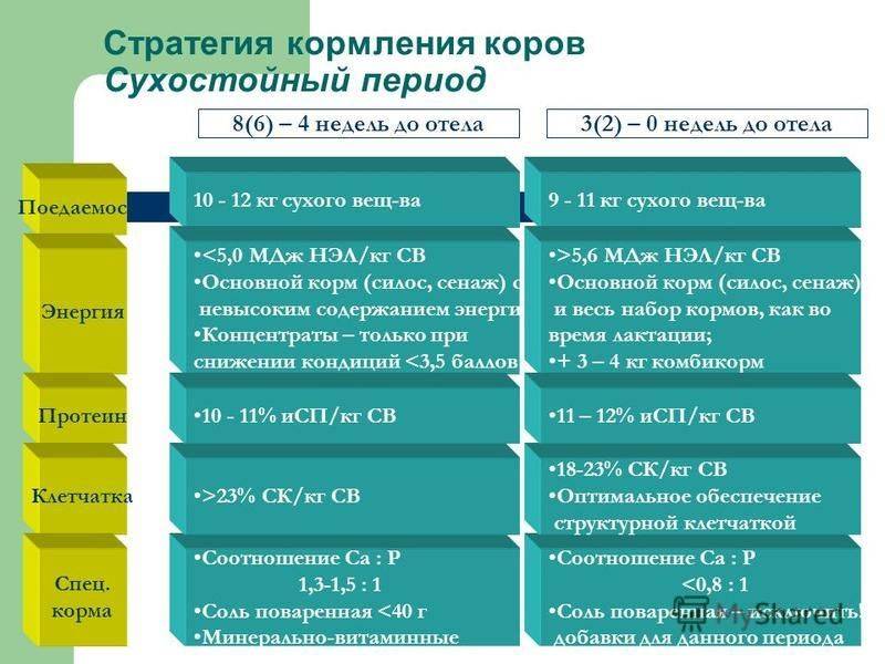 Сервис период. Периоды кормления коров. Период сухостоя у коров. Сухостойный период у коров это. Период лактации у коров.