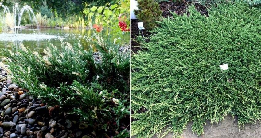 Можжевельник казацкий variegata (вариегата)