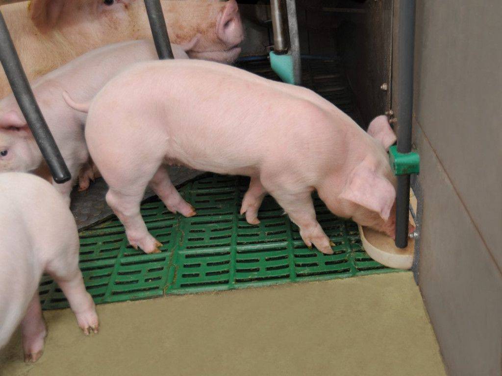 Болезни свиней: симптомы и лечение, что делать если животное не ест и лежит