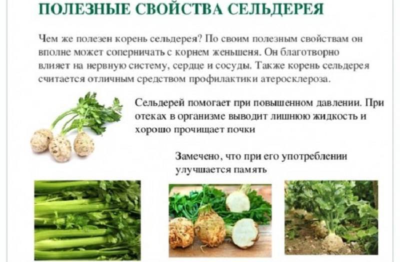Сельдерей: польза, вред, состав, противопоказания и калорийность стебля и листьев