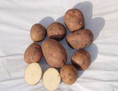 Картофель ильинский: описание сорта, фото, отзывы