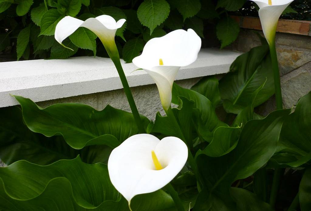Почему каллы цветы смерти? белые каллы: выращивание в домашних условиях - sadovnikam.ru