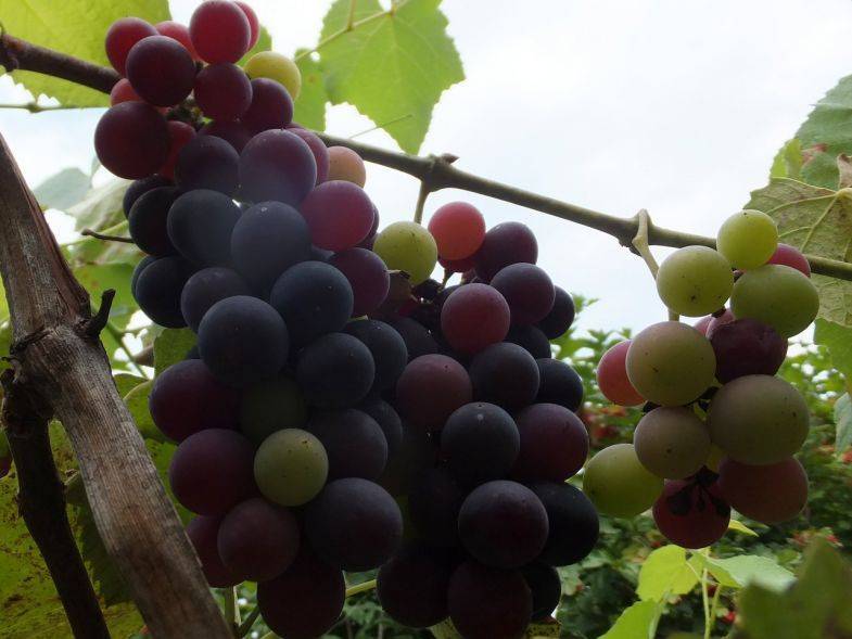 ✅ виноград изабелла белая описание. виноград изабелла: всё о выращивании сорта, рекомендации по уходу за культурой - живой-сад.рф
