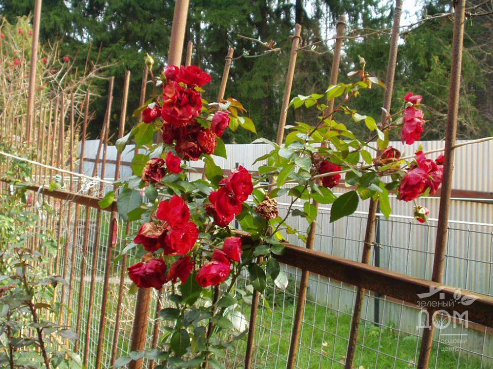 О розе амадеус (amadeus): описание и характеристики сорта плетистой розы