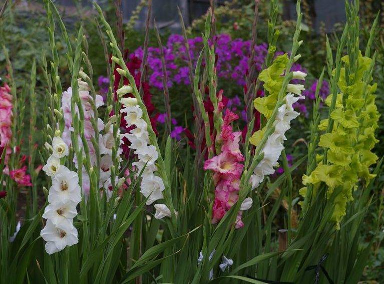 Цветы гладиолусы: как выращивать шпажник, видео посадки, сорта